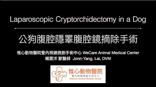 公狗腹腔隱睪腹腔鏡摘除手術 Laparoscopic Cryptorchidectomy in a Dog