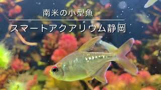 熱帯魚と水の音／スマートアクアリウム静岡［YouTube水族館］#asmr #asmrvideo