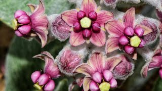 Lilies That Grow in Rock Piles \u0026 Milkweed Pollination Explained