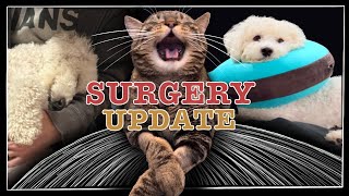 UPDATE on surgeries! Penny, Jimmy and Josie have been such troopers!