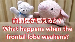 平日毎日更新【３０秒で薬局英会話】「前頭葉が衰えると？」「もの忘れが増えたり、考えることが出来なくなったり、キレたり、感情的になったり、やる気が低下します。」〔#966〕