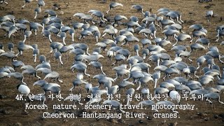 9,사진,철원,한탄강,재두루미,Cheorwon, Hantangang River, cranes,