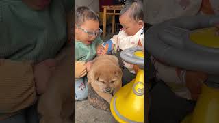 小狗狗，我们一起玩吧！#中华田园犬 #广西土猎犬 @DOU+小助手