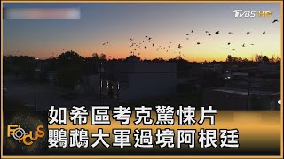 如希區考克驚悚片 鸚鵡大軍過境阿根廷｜方念華｜FOCUS全球新聞 20241014