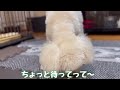 たまには、、 ★トイプードルのうめ吉くん 1580日目 ★umekichi diary of poodle dog