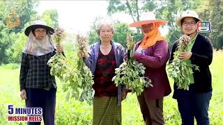 การผลิตเมล็ดพืชพันธุ์ดี