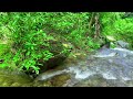 sound of clear and gentle stream flowing with chirping of birds white noise for relaxation asmr