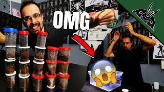 OMG! Most STRESSFUL tarantula rehouse EVER!