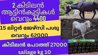 2കിടിലൻ ആട്ടിൻകുട്ടികൾ 4400 15 ലിറ്റർ ജേഴ്‌സി പശു 62000 കിടിലൻ പോത്ത് 27000 sailage kg 10