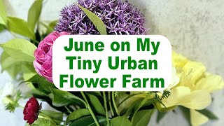 June on my Tiny Urban Flower Farm - So Much has Changed since May