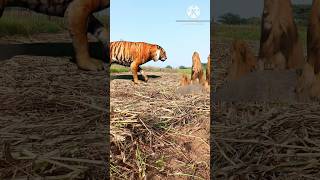 tiger vs lion|| gent tiger 😈😈|| #viral #shorts