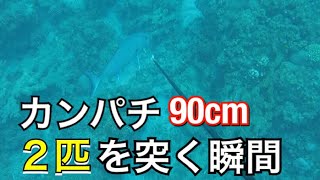 【魚突き】大迫力！巨大カンパチ2匹を突く！【解説実況付き】