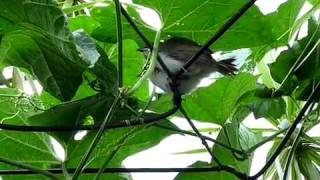 白頭翁餵食幼鳥