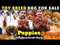 Toy breed dog puppies sale in chennai| Toy poodle & ShihTzu puppies for sale#toybreed#toybreedlovers