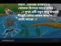 পৰুৱা আৰু চৰাইৰ সাধু assamese story assamese story অসমীয়া সাধু @assammystics