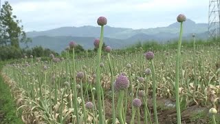 ボール状に花を付ける「アリウムギガンチウム」出荷始まる　生け花やアレンジメントにも　大分