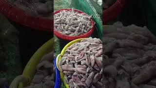 இந்தக் கணவாய் மீன் சுவை அதிகமாக இருக்கும் 👌 #fishes #seafood #fish #fishmarket #squid #squids