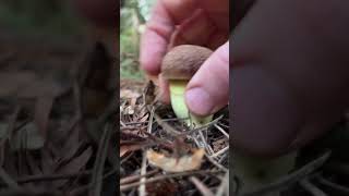 Why Mushroom Collection Is Dangerous #shorts