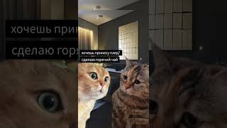 отправляй любимой 😂❤ #memes #приколы #смех #тренды #юмор #котики #мем