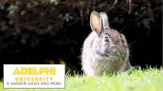 The Garden Oasis at Adelphi | The College Tour