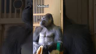 Handsome Gorilla Shabani 🦧🦍  #Gorilla  #Shabani  #シャバーニ