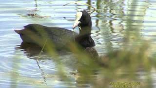 SOTHÖNA  Eurasian Coot  (Fulica atra)  Klipp - 1270