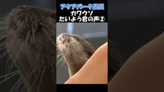 【アクアパーク品川】カワウソの鳴き声②　otter voice #shorts #カワウソ #otter