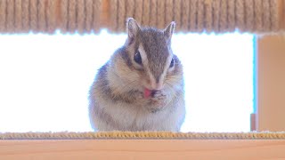 朝日を浴びながら毛繕いをするシマリス/Funniest Chipmunk Video #Shorts