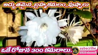 ఒకేరోజు పూసిన 300 బ్రహ్మ కమలాలు.