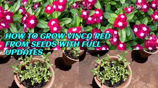 HOW TO GROW VINCA RED OR PERIWINKLE FROM SEEDS WITH FULL UPDATES