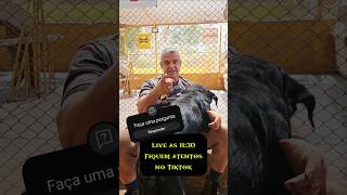 Live amanhã às 11:30 no TikTok! Tire suas dúvidas sobre adestramento. Ative as notificações!