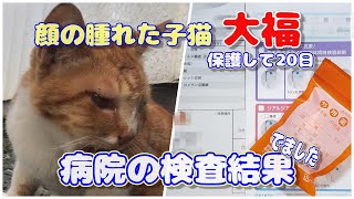 【捨猫保護猫】顔の腫れた子猫大福病院の検査結果でました