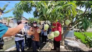 BUPATI INDRAMAYU NINA AGUSTINA PANEN RAYA MANGGA AGRIMANIA