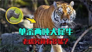 無人敢惹的大犀牛，竟被叢林虎王單殺，老虎狠起來有多猛？