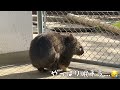 【wombat】お出迎えユキちゃん☆ welcome to satsukiyama zoo