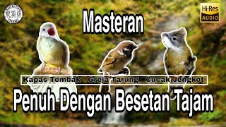 Masteran Best Kompilasi AMPUH Suara Burung Kapas Tembak Gamreja tarung Cucak Jenggot