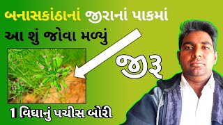 બનાસકાંઠાનાં જીરાનાં પાકમાં આ શું જોવા મળ્યું?