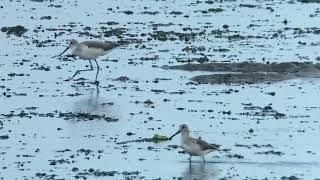 Nordmann's Greenshank with Common Greenshank in Japan. 18 Sep 2023.  カラフトアオアシシギ、アオアシシギと並んで歩く。