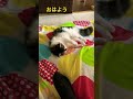 おはよう ^^ 布団乾燥機が気持ちいいね❣️ メインクーン しゃっけ 猫 毎日投稿 ねこのいる生活 猫のいる暮らし 癒し おはようvtuber