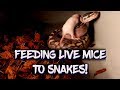 Feeding live mice to snakes!