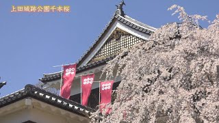 上田城跡公園の千本桜