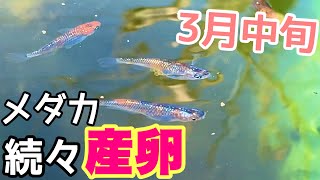 メダカが続々と産卵！越冬明けでも丸々太ってるメダカ！3月中旬のメダカ睡蓮ビオトープ