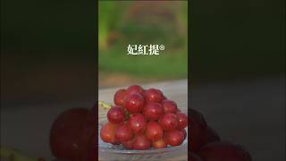 比麝香葡萄還甜⁈ 長野縣開發 葡萄新品種「妃紅提®」的魅力！（長野県が開発した、ぶどうの新品種「妃紅提®（クイーンルージュ®）」の魅力！）