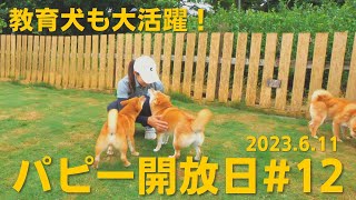 【犬の社会性を再確認】パピー開放日＃12（2023.06.11）【柴犬の実家・芝田荘】