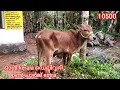 kangayam oxe കാള കുട്ടി 🐂വളർത്തുവാനും🐂 കാള പൂട്ടിനും ഉത്തമം🐐 മൂരി