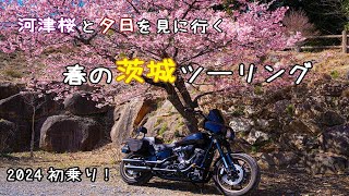 2024 First ride Ibaraki touring to see cherry blossoms and sunset [Harley-Davidson Lowrider S]