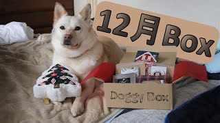 今月もドギーボックスさんより美味しいおやつとおもちゃがコハクに届きました【Doggy Box 12月Box】