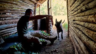 Build Bushcraft Survival Dugout | Outdoor Camping, Wilderness Cooking, Nature Adventure, Diy, Asmr