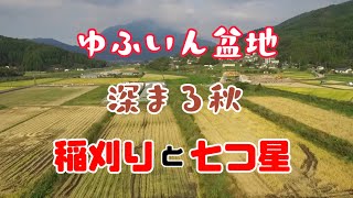 【ゆふいん盆地】深まる秋　稲刈りと田園の中に七つ星が走る