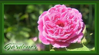 Restoration Rose | Volunteer Gardener